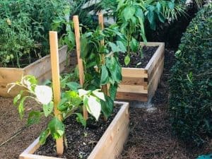 Vegetable Plants for Cedar Planter Box 