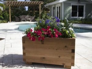 Flowering Planter Box Plant Ideas