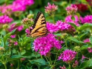 Flowering Plants for Garden Planter Box