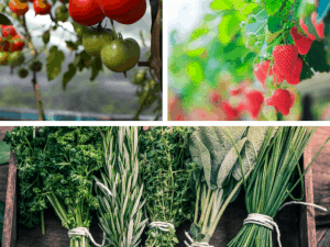 Herbs and Vegetables for Planter Boxes