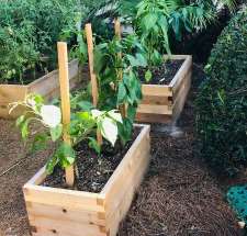 cedar planter boxes